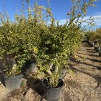 Granátovník púnsky (Punica Granatum) ´MOLLAR DE ELCHE´ - výška 180-200 cm, kont. C70L - EXEMPLÁR (-16°C)